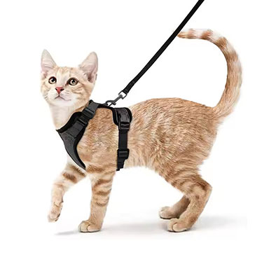 Adjustable Cat harness